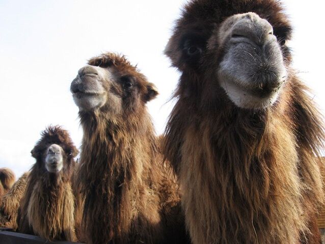 A camel's stomach